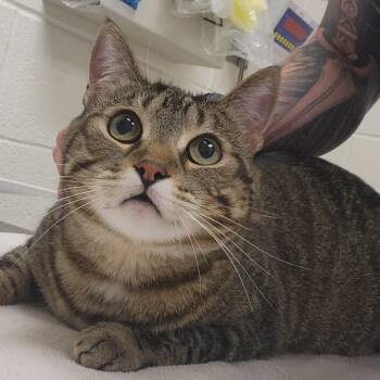 Dakota -  Domestic Short Hair Cat for Adoption in Murray, Utah - Dakota | PetCurious