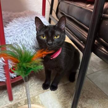 Betta -  Domestic Short Hair Cat for Adoption in Bridgeville, Pennsylvania - Betta | PetCurious