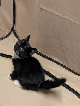Chausson -  American Shorthair Cat for Adoption in Hagaman, New York - Chausson | PetCurious