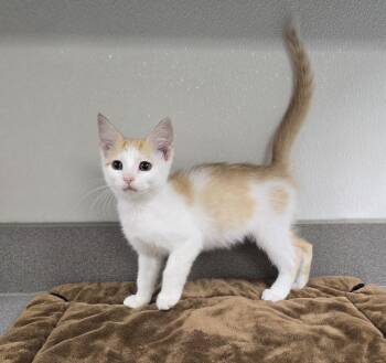 Skipper -  Domestic Short Hair Cat for Adoption in Mount Carmel, Illinois - Skipper | PetCurious