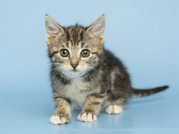 Domestic Short Hair Cats Available for Adoption in Phoenix, Arizona - LITTLE COMET | PetCurious