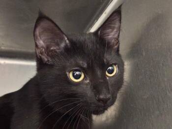 Indie -  Domestic Short Hair Cat for Adoption in Powell, Ohio - Indie | PetCurious
