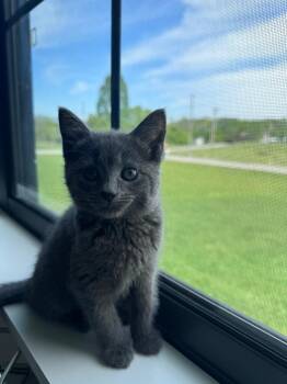 Domestic Short Hair Cats Available for Adoption in Johnson City, Tennessee - Minnow | PetCurious