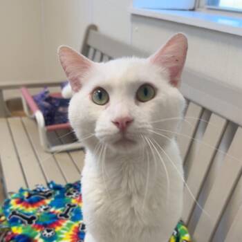 Zimo -  Domestic Short Hair Cat for Adoption in Pekin, Illinois - Zimo | PetCurious