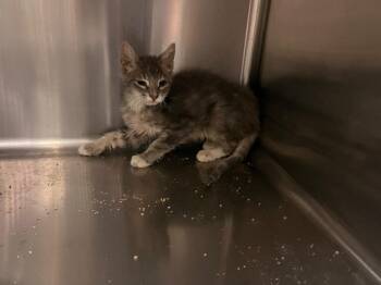 Domestic Medium Hair Cats Available for Adoption in Twentynine Palms, California - Buntie (Furiosa) | PetCurious