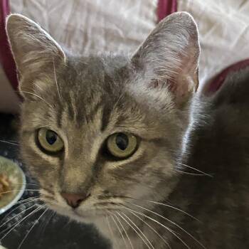 American Shorthair Cats Available for Adoption in Mount Vernon, Arkansas - Sylvia | PetCurious