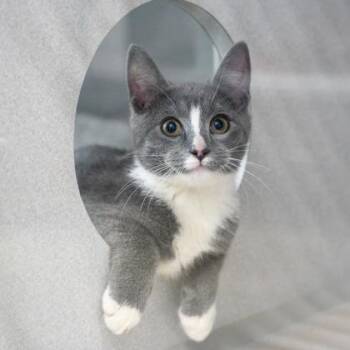 Harry -  Domestic Short Hair Cat for Adoption in Atlanta, Georgia - Harry | PetCurious