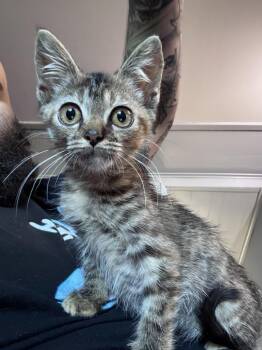 Rescue Domestic Short Hair Cats for Adoption in Camp Hill, Pennsylvania - Beans | PetCurious