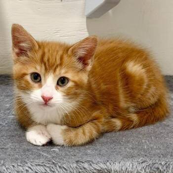 Domestic Short Hair Cats Available for Adoption in Eagle Mountain, Utah - Wilbur Silverman | PetCurious