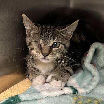 Lincoln -  Domestic Short Hair Cat for Adoption in Naperville, Illinois - Lincoln | PetCurious