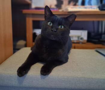 Elmer Budd -  Domestic Short Hair Cat for Adoption in Pittsburgh, Pennsylvania - Elmer Budd | PetCurious