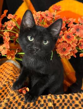 4/3/26 Grumpy -  Domestic Short Hair Cat for Adoption in Stillwater, Oklahoma - 4/3/26 Grumpy | PetCurious