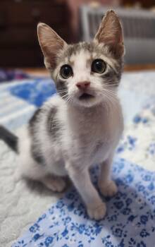 Rescue Domestic Short Hair Cats for Adoption in Houston, Texas - Virgil | PetCurious