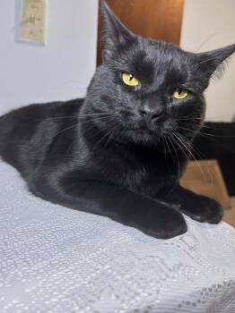 Squeaks -  Domestic Short Hair Cat for Adoption in Marlette, Michigan - Squeaks | PetCurious