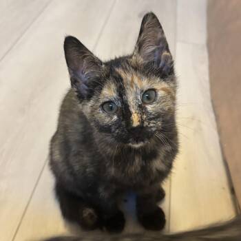 Saturn -  Domestic Short Hair Cat for Adoption in Renton, Washington - Saturn | PetCurious