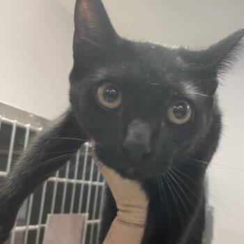 Domestic Short Hair Cats Available for Adoption in Port Charlotte, Florida - Jersey | PetCurious