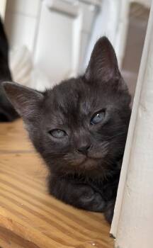 Berloiz -  Tabby Cat for Adoption in Cuyahoga Falls, Ohio - Berloiz | PetCurious