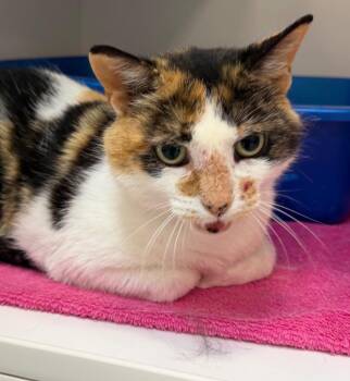 Domestic Short Hair Cats Available for Adoption in Columbia, Illinois - Maggie | PetCurious