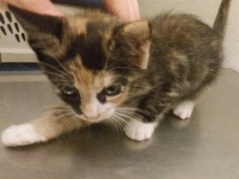 Rescue Domestic Short Hair Cats for Adoption in Oroville, California - SUGAR FOOT | PetCurious