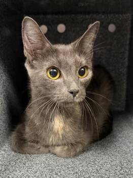 Sassy -  Domestic Short Hair Cat for Adoption in Daytona Beach, Florida - Sassy | PetCurious
