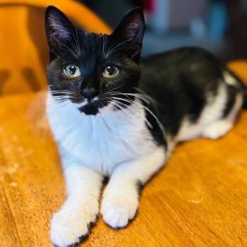 Daffy -  Domestic Short Hair Cat Available for Adoption in Woodbury, New Jersey - Daffy | PetCurious