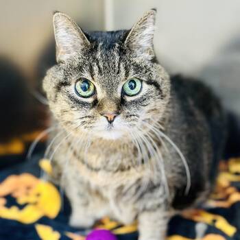 Domestic Short Hair Cats Available for Adoption - Abigail  | PetCurious