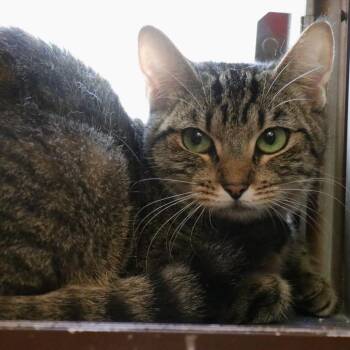 Merry -  Domestic Short Hair Cat for Adoption in Sarasota, Florida - Merry | PetCurious