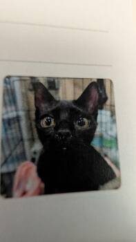 Dragon -  Domestic Short Hair Cat for Adoption in Parker, Colorado - Dragon | PetCurious