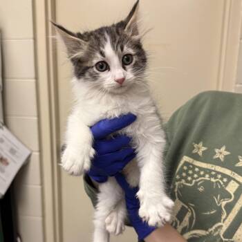 Doja Kat -  Domestic Medium Hair Cat Available for Adoption in Kearney, Nebraska - Doja Kat | PetCurious