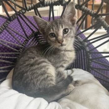Rotini -  Domestic Short Hair Cat for Adoption in Lewisville, Texas - Rotini | PetCurious