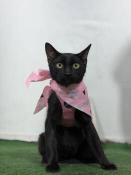 Kit Kat-One of our Amazing Rescue Cats -  Bombay and Burmese Cat for Adoption in Carlsbad, California - Kit Kat-One Of Our Amazing Rescue Cats | PetCurious