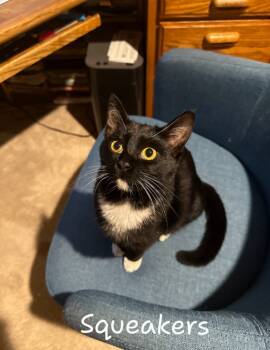 Rescue Domestic Short Hair Cats for Adoption - Squeakers | PetCurious