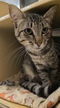 Teddy -  Domestic Short Hair Cat for Adoption in Twin Falls, Idaho - Teddy | PetCurious