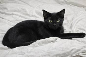 Domestic Short Hair Cats Available for Adoption - Henry Heart | PetCurious