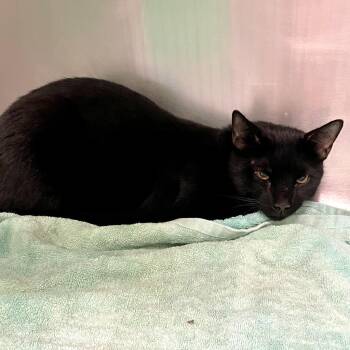 Domestic Short Hair Cats Available for Adoption - Marshmallow TicTac | PetCurious