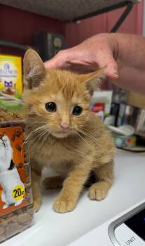 Miracle -  Domestic Short Hair Cat for Adoption in Virginia, Minnesota - Miracle | PetCurious