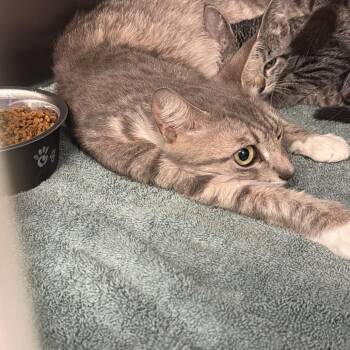 0793-C26 -  Domestic Short Hair Cat Available for Adoption in Port Charlotte, Florida - 0793-C26 | PetCurious