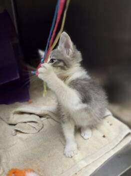 Frannie -  Domestic Short Hair Cat for Adoption in Westland, Michigan - Frannie | PetCurious