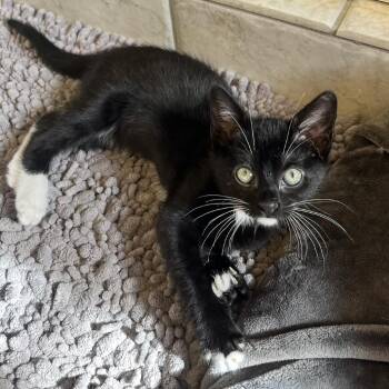 Domestic Short Hair Cats Available for Adoption in Brownsboro, Alabama - Allosaurus | PetCurious
