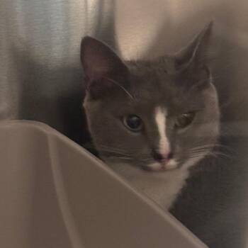 Cleo -  Domestic Short Hair Cat for Adoption in Clearwater, Florida - Cleo | PetCurious
