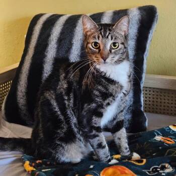 Persy -  Domestic Short Hair Cat for Adoption in Long Beach, California - Persy | PetCurious