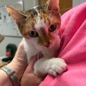 Scarlett -  Domestic Short Hair Cat for Adoption in Canton, Illinois - Scarlett | PetCurious