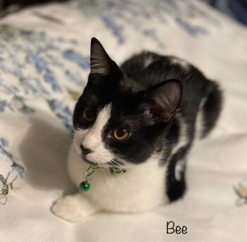 Rescue Domestic Short Hair Cats for Adoption in Tampa, Florida - Bee | PetCurious
