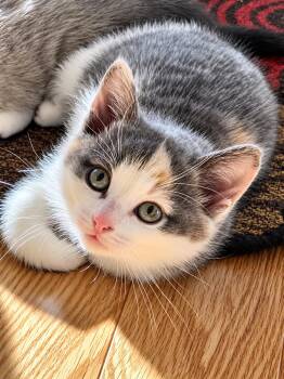 Dolly -  Domestic Short Hair Cat for Adoption in Victor, New York - Dolly | PetCurious