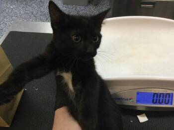 Domestic Short Hair Cats Available for Adoption in Thousand Palms, California - A1908024 | PetCurious