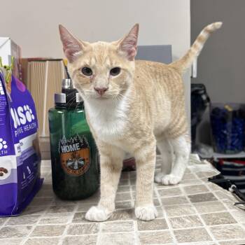 Domestic Short Hair Cats Available for Adoption in Statesboro, Georgia - Cheesecake | PetCurious