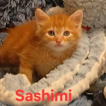 Sashimi -  Domestic Medium Hair Cat for Adoption in Huntington Beach, California - Sashimi | PetCurious