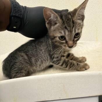 IVHS-A-142079 -  Domestic Short Hair Cat for Adoption in San Gabriel, California - IVHS-A-142079 | PetCurious