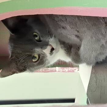 Rescue Domestic Short Hair Cats for Adoption in Riverbank, New Brunswick - Wordle | PetCurious