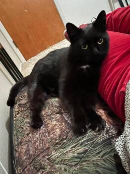 Domestic Medium Hair Cats Available for Adoption in Parker, Colorado - Dove | PetCurious